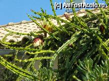 [P09] Manastirea Paleokastritsa » foto by sniga
 - 
<span class="allrVoted glyphicon glyphicon-heart hidden" id="av206837"></span>
<a class="m-l-10 hidden" id="sv206837" onclick="voting_Foto_DelVot(,206837,3004)" role="button">șterge vot <span class="glyphicon glyphicon-remove"></span></a>
<a id="v9206837" class=" c-red"  onclick="voting_Foto_SetVot(206837)" role="button"><span class="glyphicon glyphicon-heart-empty"></span> <b>LIKE</b> = Votează poza</a> <img class="hidden"  id="f206837W9" src="/imagini/loader.gif" border="0" /><span class="AjErrMes hidden" id="e206837ErM"></span>