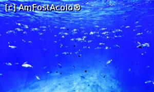 [P15] Bancuri de peşti diferit coloraţi se îmbulzesc în jurul nostru » foto by Lucien
 - 
<span class="allrVoted glyphicon glyphicon-heart hidden" id="av729761"></span>
<a class="m-l-10 hidden" id="sv729761" onclick="voting_Foto_DelVot(,729761,3004)" role="button">șterge vot <span class="glyphicon glyphicon-remove"></span></a>
<a id="v9729761" class=" c-red"  onclick="voting_Foto_SetVot(729761)" role="button"><span class="glyphicon glyphicon-heart-empty"></span> <b>LIKE</b> = Votează poza</a> <img class="hidden"  id="f729761W9" src="/imagini/loader.gif" border="0" /><span class="AjErrMes hidden" id="e729761ErM"></span>