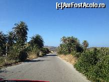 P04 [JUL-2013] Primi palmieri aparuti in cale