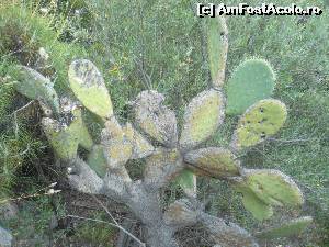 [P10] spre Milos, vegetatie de gherila... cactusi draguti, as spune!!!  » foto by dandian
 - 
<span class="allrVoted glyphicon glyphicon-heart hidden" id="av527597"></span>
<a class="m-l-10 hidden" id="sv527597" onclick="voting_Foto_DelVot(,527597,3173)" role="button">șterge vot <span class="glyphicon glyphicon-remove"></span></a>
<a id="v9527597" class=" c-red"  onclick="voting_Foto_SetVot(527597)" role="button"><span class="glyphicon glyphicon-heart-empty"></span> <b>LIKE</b> = Votează poza</a> <img class="hidden"  id="f527597W9" src="/imagini/loader.gif" border="0" /><span class="AjErrMes hidden" id="e527597ErM"></span>