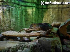 [P19] Nutria de la Acvariu » foto by cryss27
 - 
<span class="allrVoted glyphicon glyphicon-heart hidden" id="av408797"></span>
<a class="m-l-10 hidden" id="sv408797" onclick="voting_Foto_DelVot(,408797,3199)" role="button">șterge vot <span class="glyphicon glyphicon-remove"></span></a>
<a id="v9408797" class=" c-red"  onclick="voting_Foto_SetVot(408797)" role="button"><span class="glyphicon glyphicon-heart-empty"></span> <b>LIKE</b> = Votează poza</a> <img class="hidden"  id="f408797W9" src="/imagini/loader.gif" border="0" /><span class="AjErrMes hidden" id="e408797ErM"></span>