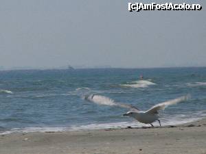 [P10] Nu seamana aripa mea cu un val?  » foto by george_bton*
 - 
<span class="allrVoted glyphicon glyphicon-heart hidden" id="av362349"></span>
<a class="m-l-10 hidden" id="sv362349" onclick="voting_Foto_DelVot(,362349,3329)" role="button">șterge vot <span class="glyphicon glyphicon-remove"></span></a>
<a id="v9362349" class=" c-red"  onclick="voting_Foto_SetVot(362349)" role="button"><span class="glyphicon glyphicon-heart-empty"></span> <b>LIKE</b> = Votează poza</a> <img class="hidden"  id="f362349W9" src="/imagini/loader.gif" border="0" /><span class="AjErrMes hidden" id="e362349ErM"></span>