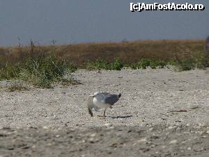 [P09] Gimnastica de dimineata » foto by george_bton*
 - 
<span class="allrVoted glyphicon glyphicon-heart hidden" id="av362346"></span>
<a class="m-l-10 hidden" id="sv362346" onclick="voting_Foto_DelVot(,362346,3329)" role="button">șterge vot <span class="glyphicon glyphicon-remove"></span></a>
<a id="v9362346" class=" c-red"  onclick="voting_Foto_SetVot(362346)" role="button"><span class="glyphicon glyphicon-heart-empty"></span> <b>LIKE</b> = Votează poza</a> <img class="hidden"  id="f362346W9" src="/imagini/loader.gif" border="0" /><span class="AjErrMes hidden" id="e362346ErM"></span>