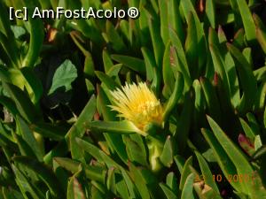 P17 [OCT-2020] Planta înflorită ce se întinde ca un covor la Cabo da Roca