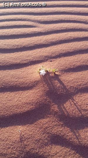 P11 [APR-2019] O floare ce-a crescut în nisipul roşu din deşertul Wadi Rum