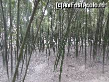 [P78] Paduricea de bambus » foto by Marian Preda
 - 
<span class="allrVoted glyphicon glyphicon-heart hidden" id="av351097"></span>
<a class="m-l-10 hidden" id="sv351097" onclick="voting_Foto_DelVot(,351097,3501)" role="button">șterge vot <span class="glyphicon glyphicon-remove"></span></a>
<a id="v9351097" class=" c-red"  onclick="voting_Foto_SetVot(351097)" role="button"><span class="glyphicon glyphicon-heart-empty"></span> <b>LIKE</b> = Votează poza</a> <img class="hidden"  id="f351097W9" src="/imagini/loader.gif" border="0" /><span class="AjErrMes hidden" id="e351097ErM"></span>