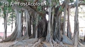 [P12] Adaptare. Ficus in Piazza Marina » foto by Elissa
 - 
<span class="allrVoted glyphicon glyphicon-heart hidden" id="av941110"></span>
<a class="m-l-10 hidden" id="sv941110" onclick="voting_Foto_DelVot(,941110,3509)" role="button">șterge vot <span class="glyphicon glyphicon-remove"></span></a>
<a id="v9941110" class=" c-red"  onclick="voting_Foto_SetVot(941110)" role="button"><span class="glyphicon glyphicon-heart-empty"></span> <b>LIKE</b> = Votează poza</a> <img class="hidden"  id="f941110W9" src="/imagini/loader.gif" border="0" /><span class="AjErrMes hidden" id="e941110ErM"></span>