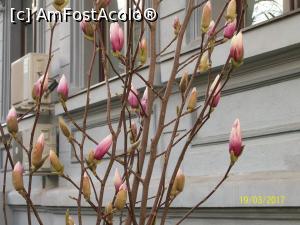 [P11] Poza asta mi-a atras 'compania a 2-a ' de dincolo de usi. Am facut si eu o poza primei magnolii inflorite, si mi s-a spus ca 'nu e frumos ce 
fac' » foto by cristina47*
 - 
<span class="allrVoted glyphicon glyphicon-heart hidden" id="av842039"></span>
<a class="m-l-10 hidden" id="sv842039" onclick="voting_Foto_DelVot(,842039,3511)" role="button">șterge vot <span class="glyphicon glyphicon-remove"></span></a>
<a id="v9842039" class=" c-red"  onclick="voting_Foto_SetVot(842039)" role="button"><span class="glyphicon glyphicon-heart-empty"></span> <b>LIKE</b> = Votează poza</a> <img class="hidden"  id="f842039W9" src="/imagini/loader.gif" border="0" /><span class="AjErrMes hidden" id="e842039ErM"></span>