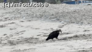 P07 [FEB-2022] vultur singuratic