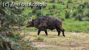 P15 [OCT-2021] bivol african
