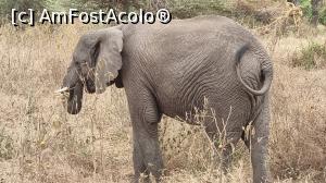 P05 [OCT-2021] elefant african