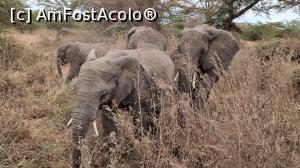 P09 [OCT-2021] elefanți în acțiune