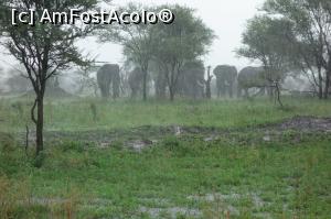 P06 [JAN-2013] Primii elefanti vāzuti prin ploaie