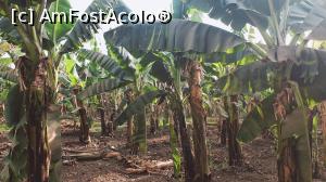 [P57] Insula bananelor - plantația » foto by k-lator
 - 
<span class="allrVoted glyphicon glyphicon-heart hidden" id="av1227493"></span>
<a class="m-l-10 hidden" id="sv1227493" onclick="voting_Foto_DelVot(,1227493,3529)" role="button">șterge vot <span class="glyphicon glyphicon-remove"></span></a>
<a id="v91227493" class=" c-red"  onclick="voting_Foto_SetVot(1227493)" role="button"><span class="glyphicon glyphicon-heart-empty"></span> <b>LIKE</b> = Votează poza</a> <img class="hidden"  id="f1227493W9" src="/imagini/loader.gif" border="0" /><span class="AjErrMes hidden" id="e1227493ErM"></span>