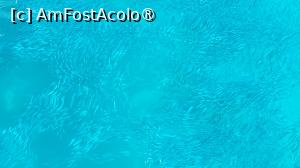 [P04] Mii de peștișori in Marea Roșie » foto by vlado2
 - 
<span class="allrVoted glyphicon glyphicon-heart hidden" id="av1523245"></span>
<a class="m-l-10 hidden" id="sv1523245" onclick="voting_Foto_DelVot(,1523245,3529)" role="button">șterge vot <span class="glyphicon glyphicon-remove"></span></a>
<a id="v91523245" class=" c-red"  onclick="voting_Foto_SetVot(1523245)" role="button"><span class="glyphicon glyphicon-heart-empty"></span> <b>LIKE</b> = Votează poza</a> <img class="hidden"  id="f1523245W9" src="/imagini/loader.gif" border="0" /><span class="AjErrMes hidden" id="e1523245ErM"></span>