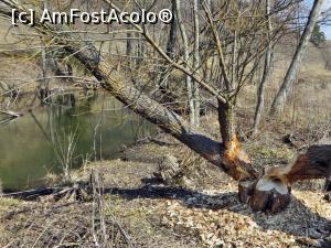 [P17] Castorii doboară și copaci mari, după părerea mea fără a putea transporta buștenii la apă. Posibil însă să folosească crengile. Pârâul Drumul Carelor, depresiunea Cașin » foto by Lucien
 - 
<span class="allrVoted glyphicon glyphicon-heart hidden" id="av807587"></span>
<a class="m-l-10 hidden" id="sv807587" onclick="voting_Foto_DelVot(,807587,3541)" role="button">șterge vot <span class="glyphicon glyphicon-remove"></span></a>
<a id="v9807587" class=" c-red"  onclick="voting_Foto_SetVot(807587)" role="button"><span class="glyphicon glyphicon-heart-empty"></span> <b>LIKE</b> = Votează poza</a> <img class="hidden"  id="f807587W9" src="/imagini/loader.gif" border="0" /><span class="AjErrMes hidden" id="e807587ErM"></span>