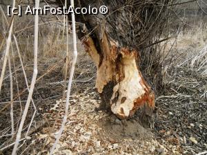 [P19] Salcie bătrână atacată de castori în anul 2012 pe malul drept al Oltului la Sâncrăieni (la circa 6 km aval de Miercurea Ciuc). Râul, având aceeași culoare cu vegetația, se vede în partea stângă a imaginii.  » foto by Lucien
 - 
<span class="allrVoted glyphicon glyphicon-heart hidden" id="av807589"></span>
<a class="m-l-10 hidden" id="sv807589" onclick="voting_Foto_DelVot(,807589,3541)" role="button">șterge vot <span class="glyphicon glyphicon-remove"></span></a>
<a id="v9807589" class=" c-red"  onclick="voting_Foto_SetVot(807589)" role="button"><span class="glyphicon glyphicon-heart-empty"></span> <b>LIKE</b> = Votează poza</a> <img class="hidden"  id="f807589W9" src="/imagini/loader.gif" border="0" /><span class="AjErrMes hidden" id="e807589ErM"></span>