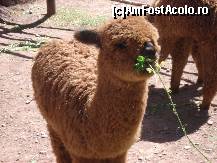 P17 [OCT-2008] 'razbunatoarea' baby alpaca care ......