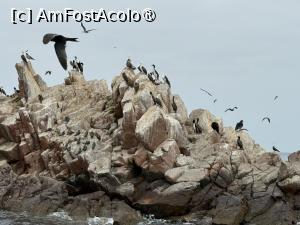 [P15] Insulele Ballestas, „Galapagosul săracilor” » foto by adso
 - 
<span class="allrVoted glyphicon glyphicon-heart hidden" id="av1540542"></span>
<a class="m-l-10 hidden" id="sv1540542" onclick="voting_Foto_DelVot(,1540542,3739)" role="button">șterge vot <span class="glyphicon glyphicon-remove"></span></a>
<a id="v91540542" class=" c-red"  onclick="voting_Foto_SetVot(1540542)" role="button"><span class="glyphicon glyphicon-heart-empty"></span> <b>LIKE</b> = Votează poza</a> <img class="hidden"  id="f1540542W9" src="/imagini/loader.gif" border="0" /><span class="AjErrMes hidden" id="e1540542ErM"></span>
