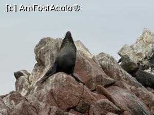 [P16] Insulele Ballestas, „Galapagosul săracilor” » foto by adso
 - 
<span class="allrVoted glyphicon glyphicon-heart hidden" id="av1540543"></span>
<a class="m-l-10 hidden" id="sv1540543" onclick="voting_Foto_DelVot(,1540543,3739)" role="button">șterge vot <span class="glyphicon glyphicon-remove"></span></a>
<a id="v91540543" class=" c-red"  onclick="voting_Foto_SetVot(1540543)" role="button"><span class="glyphicon glyphicon-heart-empty"></span> <b>LIKE</b> = Votează poza</a> <img class="hidden"  id="f1540543W9" src="/imagini/loader.gif" border="0" /><span class="AjErrMes hidden" id="e1540543ErM"></span>