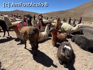 [P35] Reserva Nacional de Salinas y Aguada Blanca » foto by adso
 - 
<span class="allrVoted glyphicon glyphicon-heart hidden" id="av1540562"></span>
<a class="m-l-10 hidden" id="sv1540562" onclick="voting_Foto_DelVot(,1540562,3739)" role="button">șterge vot <span class="glyphicon glyphicon-remove"></span></a>
<a id="v91540562" class=" c-red"  onclick="voting_Foto_SetVot(1540562)" role="button"><span class="glyphicon glyphicon-heart-empty"></span> <b>LIKE</b> = Votează poza</a> <img class="hidden"  id="f1540562W9" src="/imagini/loader.gif" border="0" /><span class="AjErrMes hidden" id="e1540562ErM"></span>