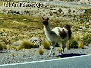 [P43] Reserva Nacional de Salinas y Aguada Blanca » foto by adso
 - 
<span class="allrVoted glyphicon glyphicon-heart hidden" id="av1540570"></span>
<a class="m-l-10 hidden" id="sv1540570" onclick="voting_Foto_DelVot(,1540570,3739)" role="button">șterge vot <span class="glyphicon glyphicon-remove"></span></a>
<a id="v91540570" class=" c-red"  onclick="voting_Foto_SetVot(1540570)" role="button"><span class="glyphicon glyphicon-heart-empty"></span> <b>LIKE</b> = Votează poza</a> <img class="hidden"  id="f1540570W9" src="/imagini/loader.gif" border="0" /><span class="AjErrMes hidden" id="e1540570ErM"></span>