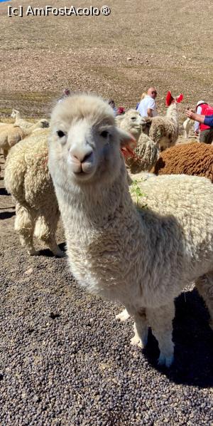 [P44] Reserva Nacional de Salinas y Aguada Blanca » foto by adso
 - 
<span class="allrVoted glyphicon glyphicon-heart hidden" id="av1540571"></span>
<a class="m-l-10 hidden" id="sv1540571" onclick="voting_Foto_DelVot(,1540571,3739)" role="button">șterge vot <span class="glyphicon glyphicon-remove"></span></a>
<a id="v91540571" class=" c-red"  onclick="voting_Foto_SetVot(1540571)" role="button"><span class="glyphicon glyphicon-heart-empty"></span> <b>LIKE</b> = Votează poza</a> <img class="hidden"  id="f1540571W9" src="/imagini/loader.gif" border="0" /><span class="AjErrMes hidden" id="e1540571ErM"></span>
