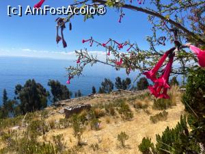 [P48] Lacul Titicaca » foto by adso
 - 
<span class="allrVoted glyphicon glyphicon-heart hidden" id="av1540575"></span>
<a class="m-l-10 hidden" id="sv1540575" onclick="voting_Foto_DelVot(,1540575,3739)" role="button">șterge vot <span class="glyphicon glyphicon-remove"></span></a>
<a id="v91540575" class=" c-red"  onclick="voting_Foto_SetVot(1540575)" role="button"><span class="glyphicon glyphicon-heart-empty"></span> <b>LIKE</b> = Votează poza</a> <img class="hidden"  id="f1540575W9" src="/imagini/loader.gif" border="0" /><span class="AjErrMes hidden" id="e1540575ErM"></span>
