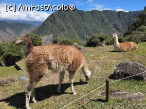 [P74] Inca Jungle » foto by adso
 - 
<span class="allrVoted glyphicon glyphicon-heart hidden" id="av1540601"></span>
<a class="m-l-10 hidden" id="sv1540601" onclick="voting_Foto_DelVot(,1540601,3739)" role="button">șterge vot <span class="glyphicon glyphicon-remove"></span></a>
<a id="v91540601" class=" c-red"  onclick="voting_Foto_SetVot(1540601)" role="button"><span class="glyphicon glyphicon-heart-empty"></span> <b>LIKE</b> = Votează poza</a> <img class="hidden"  id="f1540601W9" src="/imagini/loader.gif" border="0" /><span class="AjErrMes hidden" id="e1540601ErM"></span>