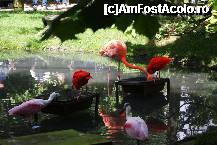 [P08] 'flamingi'si alte pasarele colorate. Un ghid explica unui grul de copii, ca flamingo isi dobandeste culoarea frumoasa preintr-o dieta speciala. » foto by MCM
 - 
<span class="allrVoted glyphicon glyphicon-heart hidden" id="av307746"></span>
<a class="m-l-10 hidden" id="sv307746" onclick="voting_Foto_DelVot(,307746,3768)" role="button">șterge vot <span class="glyphicon glyphicon-remove"></span></a>
<a id="v9307746" class=" c-red"  onclick="voting_Foto_SetVot(307746)" role="button"><span class="glyphicon glyphicon-heart-empty"></span> <b>LIKE</b> = Votează poza</a> <img class="hidden"  id="f307746W9" src="/imagini/loader.gif" border="0" /><span class="AjErrMes hidden" id="e307746ErM"></span>