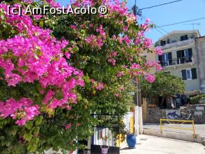 [P07] Bouganvillea, nelipsită în Gaios. » foto by maryka
 - 
<span class="allrVoted glyphicon glyphicon-heart hidden" id="av1259801"></span>
<a class="m-l-10 hidden" id="sv1259801" onclick="voting_Foto_DelVot(,1259801,3807)" role="button">șterge vot <span class="glyphicon glyphicon-remove"></span></a>
<a id="v91259801" class=" c-red"  onclick="voting_Foto_SetVot(1259801)" role="button"><span class="glyphicon glyphicon-heart-empty"></span> <b>LIKE</b> = Votează poza</a> <img class="hidden"  id="f1259801W9" src="/imagini/loader.gif" border="0" /><span class="AjErrMes hidden" id="e1259801ErM"></span>