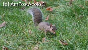 [P54] Veverițe în Parco Sempione » foto by pepsi70ro
 - 
<span class="allrVoted glyphicon glyphicon-heart hidden" id="av1508088"></span>
<a class="m-l-10 hidden" id="sv1508088" onclick="voting_Foto_DelVot(,1508088,3925)" role="button">șterge vot <span class="glyphicon glyphicon-remove"></span></a>
<a id="v91508088" class=" c-red"  onclick="voting_Foto_SetVot(1508088)" role="button"><span class="glyphicon glyphicon-heart-empty"></span> <b>LIKE</b> = Votează poza</a> <img class="hidden"  id="f1508088W9" src="/imagini/loader.gif" border="0" /><span class="AjErrMes hidden" id="e1508088ErM"></span>