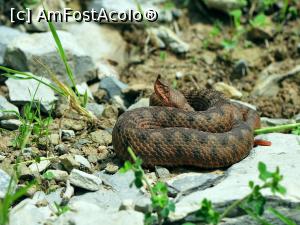 [P48] Poza de pe internet cu acceptul webmaster - Vipera cu corn banateana - Femela » foto by vega06 <span class="label label-default labelC_thin small">NEVOTABILĂ</span>