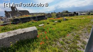 [P20] Pompeii - maci roșii la templul Venerei » foto by Dragoș_MD
 - 
<span class="allrVoted glyphicon glyphicon-heart hidden" id="av1485785"></span>
<a class="m-l-10 hidden" id="sv1485785" onclick="voting_Foto_DelVot(,1485785,3976)" role="button">șterge vot <span class="glyphicon glyphicon-remove"></span></a>
<a id="v91485785" class=" c-red"  onclick="voting_Foto_SetVot(1485785)" role="button"><span class="glyphicon glyphicon-heart-empty"></span> <b>LIKE</b> = Votează poza</a> <img class="hidden"  id="f1485785W9" src="/imagini/loader.gif" border="0" /><span class="AjErrMes hidden" id="e1485785ErM"></span>