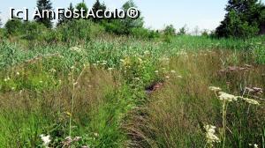 [P12] Puntea de lemn (greu vizibilă) pe care se străbate jungla de stuf de la Băile Nadaș. În spate se vede un colț din filogorie.  » foto by Lucien
 - 
<span class="allrVoted glyphicon glyphicon-heart hidden" id="av805144"></span>
<a class="m-l-10 hidden" id="sv805144" onclick="voting_Foto_DelVot(,805144,3998)" role="button">șterge vot <span class="glyphicon glyphicon-remove"></span></a>
<a id="v9805144" class=" c-red"  onclick="voting_Foto_SetVot(805144)" role="button"><span class="glyphicon glyphicon-heart-empty"></span> <b>LIKE</b> = Votează poza</a> <img class="hidden"  id="f805144W9" src="/imagini/loader.gif" border="0" /><span class="AjErrMes hidden" id="e805144ErM"></span>