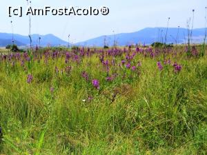 [P30] Detaliu din marea unduitoare cu stuf și flori din jurul bazinului cu apă minerală carbogazoasă » foto by Lucien
 - 
<span class="allrVoted glyphicon glyphicon-heart hidden" id="av805526"></span>
<a class="m-l-10 hidden" id="sv805526" onclick="voting_Foto_DelVot(,805526,3998)" role="button">șterge vot <span class="glyphicon glyphicon-remove"></span></a>
<a id="v9805526" class=" c-red"  onclick="voting_Foto_SetVot(805526)" role="button"><span class="glyphicon glyphicon-heart-empty"></span> <b>LIKE</b> = Votează poza</a> <img class="hidden"  id="f805526W9" src="/imagini/loader.gif" border="0" /><span class="AjErrMes hidden" id="e805526ErM"></span>