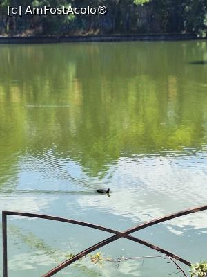 [P07] Lacul populat de rățuște și broaște țestoase » foto by laurand
 - 
<span class="allrVoted glyphicon glyphicon-heart hidden" id="av1549494"></span>
<a class="m-l-10 hidden" id="sv1549494" onclick="voting_Foto_DelVot(,1549494,4083)" role="button">șterge vot <span class="glyphicon glyphicon-remove"></span></a>
<a id="v91549494" class=" c-red"  onclick="voting_Foto_SetVot(1549494)" role="button"><span class="glyphicon glyphicon-heart-empty"></span> <b>LIKE</b> = Votează poza</a> <img class="hidden"  id="f1549494W9" src="/imagini/loader.gif" border="0" /><span class="AjErrMes hidden" id="e1549494ErM"></span>