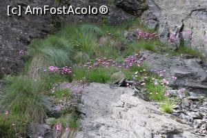 [P43] Transfăgărășan, flori de iulie » foto by mprofeanu
 - 
<span class="allrVoted glyphicon glyphicon-heart hidden" id="av1171567"></span>
<a class="m-l-10 hidden" id="sv1171567" onclick="voting_Foto_DelVot(,1171567,4095)" role="button">șterge vot <span class="glyphicon glyphicon-remove"></span></a>
<a id="v91171567" class=" c-red"  onclick="voting_Foto_SetVot(1171567)" role="button"><span class="glyphicon glyphicon-heart-empty"></span> <b>LIKE</b> = Votează poza</a> <img class="hidden"  id="f1171567W9" src="/imagini/loader.gif" border="0" /><span class="AjErrMes hidden" id="e1171567ErM"></span>