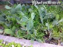 [P16] CACTUSII DE LANGA PLAJA HOTELULUI KASSANDRA MARE » foto by kmy
 - 
<span class="allrVoted glyphicon glyphicon-heart hidden" id="av43972"></span>
<a class="m-l-10 hidden" id="sv43972" onclick="voting_Foto_DelVot(,43972,4144)" role="button">șterge vot <span class="glyphicon glyphicon-remove"></span></a>
<a id="v943972" class=" c-red"  onclick="voting_Foto_SetVot(43972)" role="button"><span class="glyphicon glyphicon-heart-empty"></span> <b>LIKE</b> = Votează poza</a> <img class="hidden"  id="f43972W9" src="/imagini/loader.gif" border="0" /><span class="AjErrMes hidden" id="e43972ErM"></span>