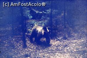 [P03] La terminarea ședinței de fotografiere, ursul s-a îndreptat agale spre noi. Unii au fugit, dar eu am încercat să mă împrietenesc cu el, păstrând totuși o distanță care să onoreze respectul datorat acestor ocrotitori ai turiștilor » foto by Lucien
 - 
<span class="allrVoted glyphicon glyphicon-heart hidden" id="av802495"></span>
<a class="m-l-10 hidden" id="sv802495" onclick="voting_Foto_DelVot(,802495,4197)" role="button">șterge vot <span class="glyphicon glyphicon-remove"></span></a>
<a id="v9802495" class=" c-red"  onclick="voting_Foto_SetVot(802495)" role="button"><span class="glyphicon glyphicon-heart-empty"></span> <b>LIKE</b> = Votează poza</a> <img class="hidden"  id="f802495W9" src="/imagini/loader.gif" border="0" /><span class="AjErrMes hidden" id="e802495ErM"></span>