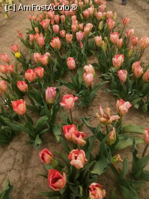 [P09]  -- <small>// FĂRĂ DESCRIERE</small> » foto by Cristian_h
 - 
<span class="allrVoted glyphicon glyphicon-heart hidden" id="av1518640"></span>
<a class="m-l-10 hidden" id="sv1518640" onclick="voting_Foto_DelVot(,1518640,4219)" role="button">șterge vot <span class="glyphicon glyphicon-remove"></span></a>
<a id="v91518640" class=" c-red"  onclick="voting_Foto_SetVot(1518640)" role="button"><span class="glyphicon glyphicon-heart-empty"></span> <b>LIKE</b> = Votează poza</a> <img class="hidden"  id="f1518640W9" src="/imagini/loader.gif" border="0" /><span class="AjErrMes hidden" id="e1518640ErM"></span>