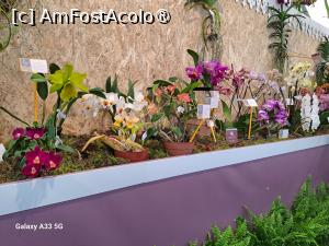 [P10] Festivalul Florilor din Madeira » foto by nicole33
 - 
<span class="allrVoted glyphicon glyphicon-heart hidden" id="av1492430"></span>
<a class="m-l-10 hidden" id="sv1492430" onclick="voting_Foto_DelVot(,1492430,4289)" role="button">șterge vot <span class="glyphicon glyphicon-remove"></span></a>
<a id="v91492430" class=" c-red"  onclick="voting_Foto_SetVot(1492430)" role="button"><span class="glyphicon glyphicon-heart-empty"></span> <b>LIKE</b> = Votează poza</a> <img class="hidden"  id="f1492430W9" src="/imagini/loader.gif" border="0" /><span class="AjErrMes hidden" id="e1492430ErM"></span>