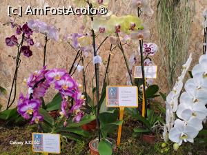 [P11] Festivalul Florilor din Madeira » foto by nicole33
 - 
<span class="allrVoted glyphicon glyphicon-heart hidden" id="av1492431"></span>
<a class="m-l-10 hidden" id="sv1492431" onclick="voting_Foto_DelVot(,1492431,4289)" role="button">șterge vot <span class="glyphicon glyphicon-remove"></span></a>
<a id="v91492431" class=" c-red"  onclick="voting_Foto_SetVot(1492431)" role="button"><span class="glyphicon glyphicon-heart-empty"></span> <b>LIKE</b> = Votează poza</a> <img class="hidden"  id="f1492431W9" src="/imagini/loader.gif" border="0" /><span class="AjErrMes hidden" id="e1492431ErM"></span>