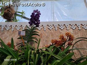 [P12] Festivalul Florilor din Madeira » foto by nicole33
 - 
<span class="allrVoted glyphicon glyphicon-heart hidden" id="av1492432"></span>
<a class="m-l-10 hidden" id="sv1492432" onclick="voting_Foto_DelVot(,1492432,4289)" role="button">șterge vot <span class="glyphicon glyphicon-remove"></span></a>
<a id="v91492432" class=" c-red"  onclick="voting_Foto_SetVot(1492432)" role="button"><span class="glyphicon glyphicon-heart-empty"></span> <b>LIKE</b> = Votează poza</a> <img class="hidden"  id="f1492432W9" src="/imagini/loader.gif" border="0" /><span class="AjErrMes hidden" id="e1492432ErM"></span>