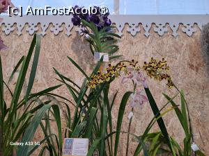 [P13] Festivalul Florilor din Madeira » foto by nicole33
 - 
<span class="allrVoted glyphicon glyphicon-heart hidden" id="av1492433"></span>
<a class="m-l-10 hidden" id="sv1492433" onclick="voting_Foto_DelVot(,1492433,4289)" role="button">șterge vot <span class="glyphicon glyphicon-remove"></span></a>
<a id="v91492433" class=" c-red"  onclick="voting_Foto_SetVot(1492433)" role="button"><span class="glyphicon glyphicon-heart-empty"></span> <b>LIKE</b> = Votează poza</a> <img class="hidden"  id="f1492433W9" src="/imagini/loader.gif" border="0" /><span class="AjErrMes hidden" id="e1492433ErM"></span>