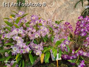 [P14] Festivalul Florilor din Madeira » foto by nicole33
 - 
<span class="allrVoted glyphicon glyphicon-heart hidden" id="av1492434"></span>
<a class="m-l-10 hidden" id="sv1492434" onclick="voting_Foto_DelVot(,1492434,4289)" role="button">șterge vot <span class="glyphicon glyphicon-remove"></span></a>
<a id="v91492434" class=" c-red"  onclick="voting_Foto_SetVot(1492434)" role="button"><span class="glyphicon glyphicon-heart-empty"></span> <b>LIKE</b> = Votează poza</a> <img class="hidden"  id="f1492434W9" src="/imagini/loader.gif" border="0" /><span class="AjErrMes hidden" id="e1492434ErM"></span>