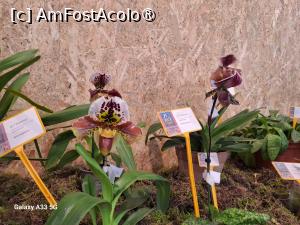 [P15] Festivalul Florilor din Madeira » foto by nicole33
 - 
<span class="allrVoted glyphicon glyphicon-heart hidden" id="av1492435"></span>
<a class="m-l-10 hidden" id="sv1492435" onclick="voting_Foto_DelVot(,1492435,4289)" role="button">șterge vot <span class="glyphicon glyphicon-remove"></span></a>
<a id="v91492435" class=" c-red"  onclick="voting_Foto_SetVot(1492435)" role="button"><span class="glyphicon glyphicon-heart-empty"></span> <b>LIKE</b> = Votează poza</a> <img class="hidden"  id="f1492435W9" src="/imagini/loader.gif" border="0" /><span class="AjErrMes hidden" id="e1492435ErM"></span>
