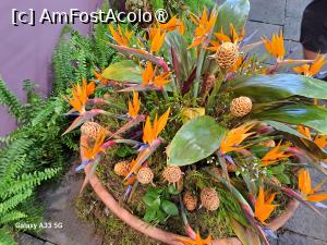 [P16] Festivalul Florilor din Madeira » foto by nicole33
 - 
<span class="allrVoted glyphicon glyphicon-heart hidden" id="av1492436"></span>
<a class="m-l-10 hidden" id="sv1492436" onclick="voting_Foto_DelVot(,1492436,4289)" role="button">șterge vot <span class="glyphicon glyphicon-remove"></span></a>
<a id="v91492436" class=" c-red"  onclick="voting_Foto_SetVot(1492436)" role="button"><span class="glyphicon glyphicon-heart-empty"></span> <b>LIKE</b> = Votează poza</a> <img class="hidden"  id="f1492436W9" src="/imagini/loader.gif" border="0" /><span class="AjErrMes hidden" id="e1492436ErM"></span>