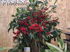 [P18] Festivalul Florilor din Madeira » foto by nicole33
 - 
<span class="allrVoted glyphicon glyphicon-heart hidden" id="av1492438"></span>
<a class="m-l-10 hidden" id="sv1492438" onclick="voting_Foto_DelVot(,1492438,4289)" role="button">șterge vot <span class="glyphicon glyphicon-remove"></span></a>
<a id="v91492438" class=" c-red"  onclick="voting_Foto_SetVot(1492438)" role="button"><span class="glyphicon glyphicon-heart-empty"></span> <b>LIKE</b> = Votează poza</a> <img class="hidden"  id="f1492438W9" src="/imagini/loader.gif" border="0" /><span class="AjErrMes hidden" id="e1492438ErM"></span>
