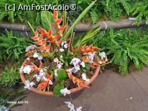 [P19] Festivalul Florilor din Madeira » foto by nicole33
 - 
<span class="allrVoted glyphicon glyphicon-heart hidden" id="av1492439"></span>
<a class="m-l-10 hidden" id="sv1492439" onclick="voting_Foto_DelVot(,1492439,4289)" role="button">șterge vot <span class="glyphicon glyphicon-remove"></span></a>
<a id="v91492439" class=" c-red"  onclick="voting_Foto_SetVot(1492439)" role="button"><span class="glyphicon glyphicon-heart-empty"></span> <b>LIKE</b> = Votează poza</a> <img class="hidden"  id="f1492439W9" src="/imagini/loader.gif" border="0" /><span class="AjErrMes hidden" id="e1492439ErM"></span>